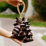 果殼搖鈴非洲植物果實草繩串鈴